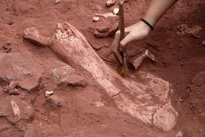 Os de mammouth en cours de prélèvement (© Archéologie Alsace)